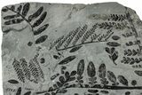Carboniferous Fossil Fern (Odontopteris) Frond Plate - France #334682-2